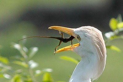 Crazzy_Moments_of_Animals_2-1.jpg