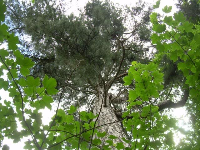 DSCN6227-1.jpg