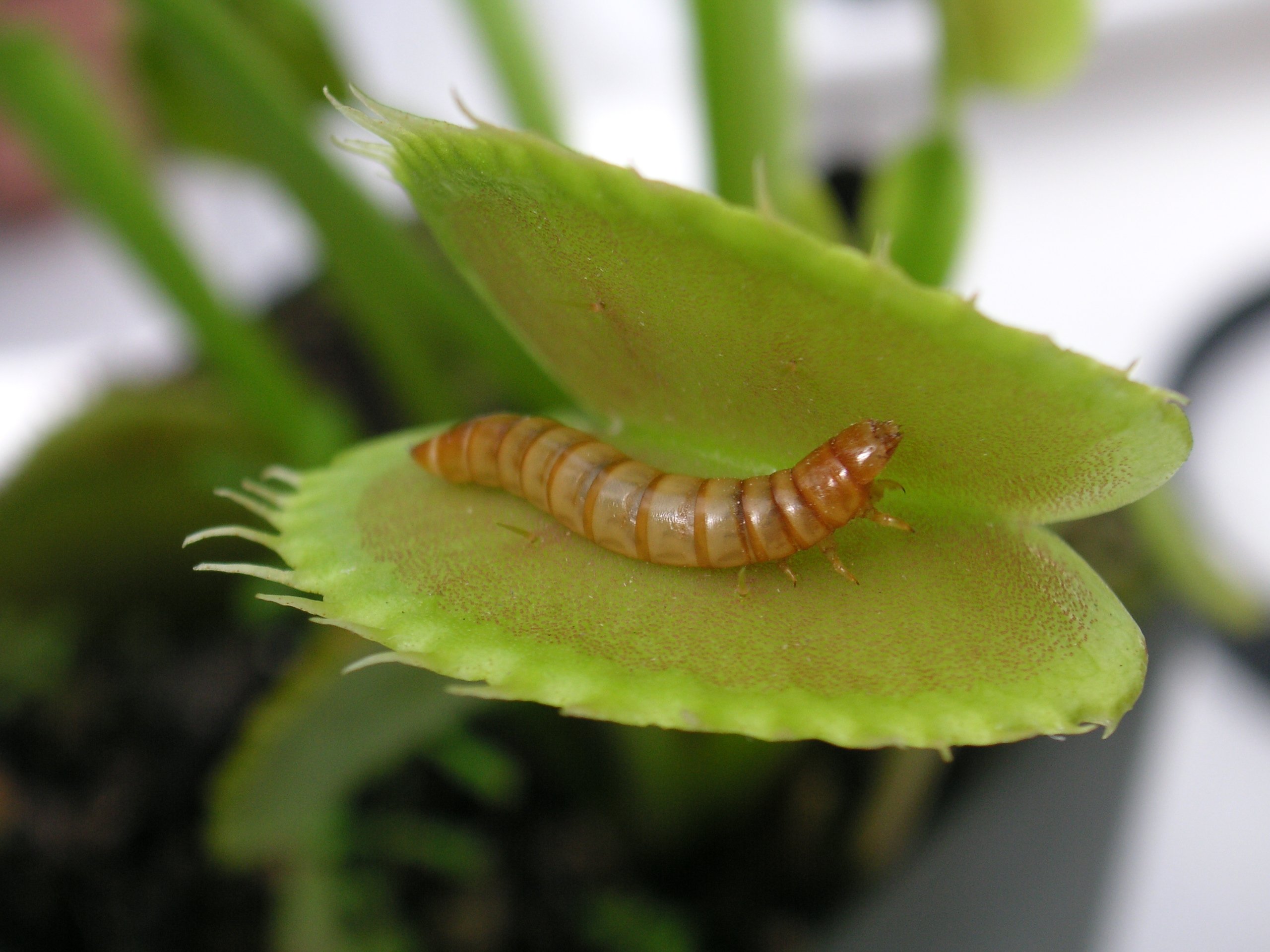 Meal_worm_in_venus_fly_trap-1.jpg