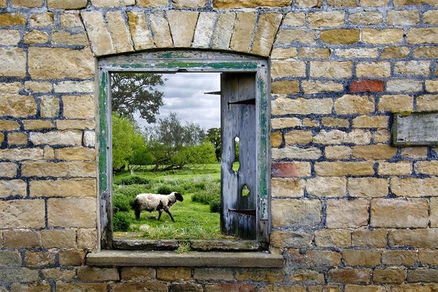 SheepWindow637-1.jpg