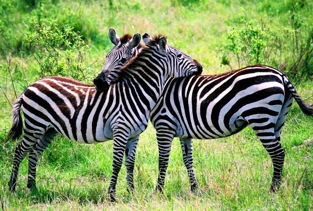 ZebraHug479-1.jpg