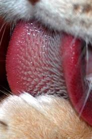 cattongue-1.jpg