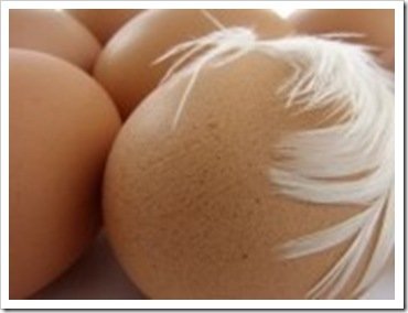 eggs_thumb1-1.jpg