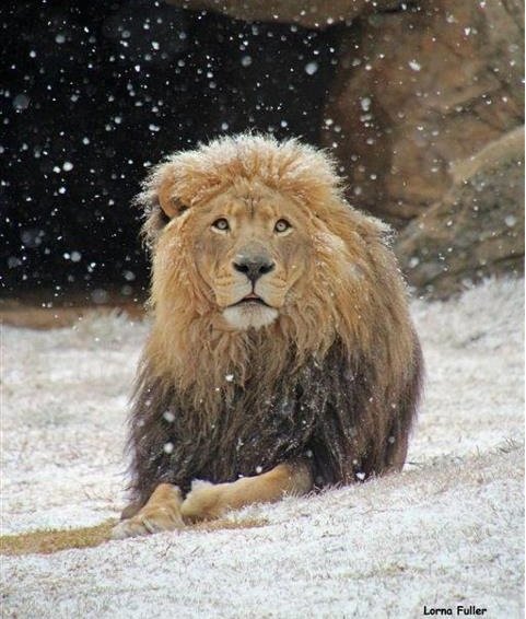 lioninthesnow-1.jpg