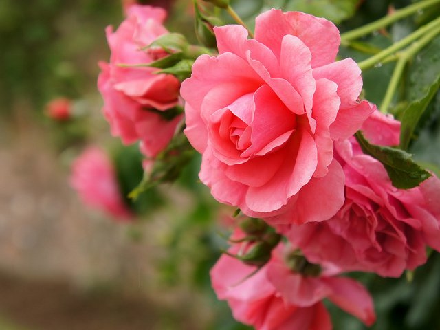 roseUetersen-1.jpg