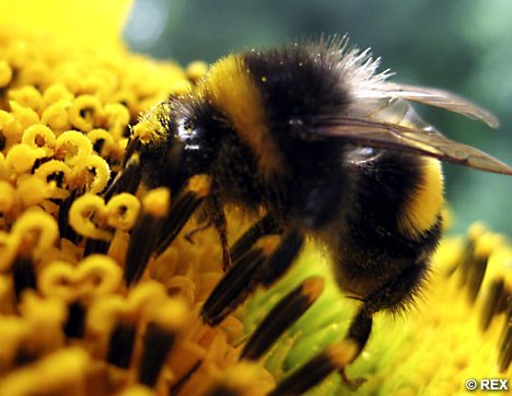 BumbleBeeREX 468x362 1 - Bees-eye view: see how Allah has created the bee!