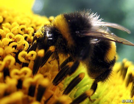 BumbleBeeREX_468x362-1.jpg