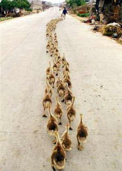 ducks_follow-1.jpg