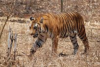204pxBengal Tiger Karnataka 1 - Anybody from Bangladesh?