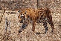 204pxBengal_Tiger_Karnataka-1.jpg