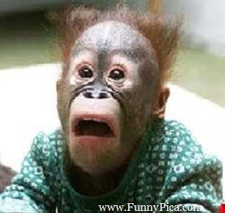 FunnyMonkeysFunnyMonkeyPicture066FunnyPi-1.jpg