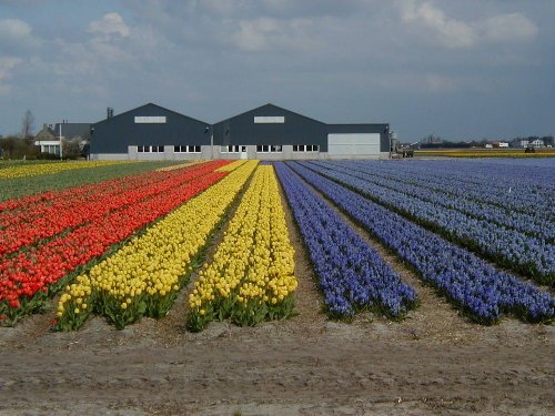 holland1-1.jpg