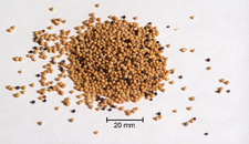 225pxMustard-1.png