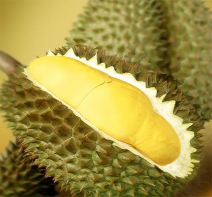 Durian1-1.jpg
