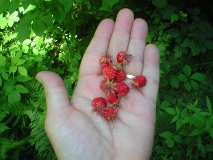 Wild20Strawberries-1.jpg