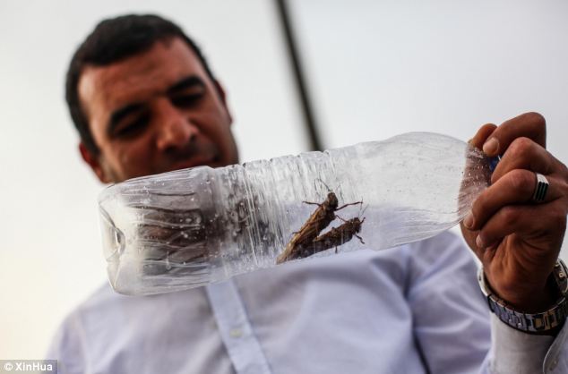 article2287902186D461B000005DC978 634x41 1 - NEWS: Swarms of Locusts in Egypt