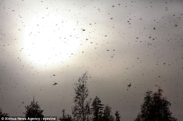 article2287902186D462A000005DC257 634x42 1 - NEWS: Swarms of Locusts in Egypt