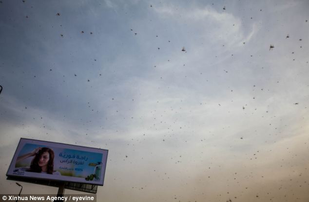 article2287902186D4632000005DC643 634x41 1 - NEWS: Swarms of Locusts in Egypt