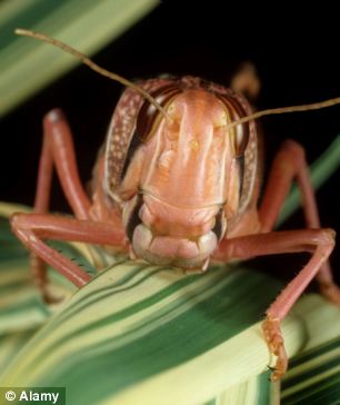 article2287902186EFBCB000005DC771 306x36 1 - NEWS: Swarms of Locusts in Egypt