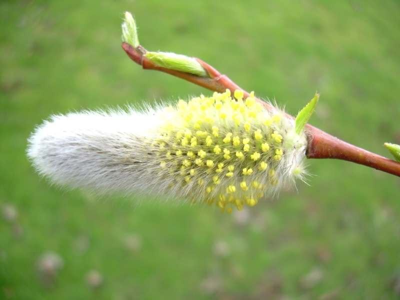 catkins1_zps134ef076-1.jpg