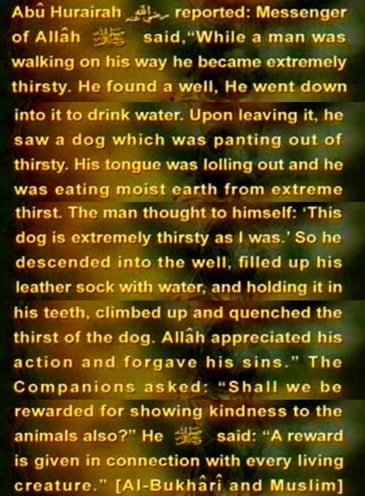 hadeethredog zpsce20af6d 1 - Hadiths Of The Day In Pictorial Format