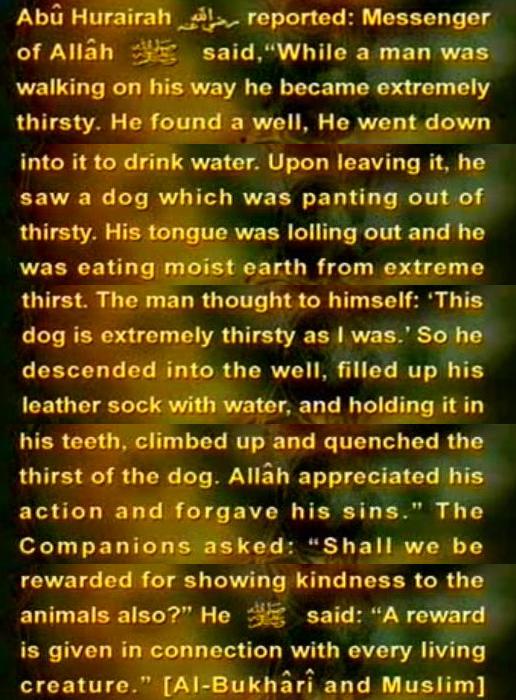 hadeethredog_zpsce20af6d-1.jpg