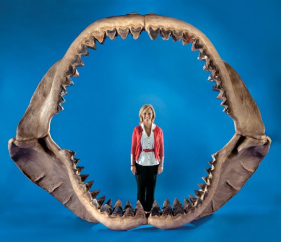 heritage auctions megalodon jaw 1 - G'day, Bruce