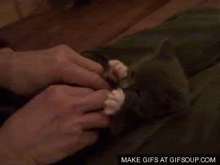 surprisedkitty-1.gif