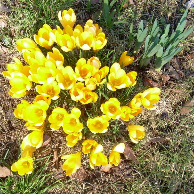 yellowcrocussesMarch101_zps79a6ab67-1.jpg