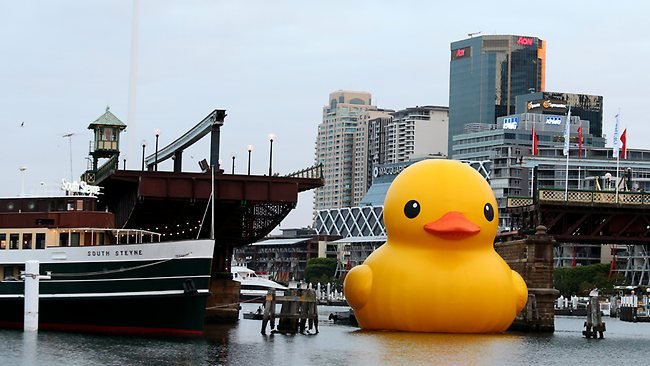 048993rubberduck-1.jpg
