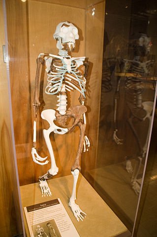 319pxLucy_Skeleton-1.jpg