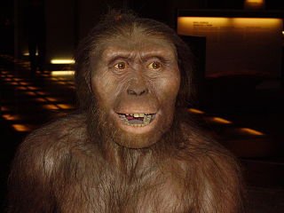 320pxAustralopithecus afarensisJPG 1 - Need the truth.What's right and what's wrong? (Muslims Only)