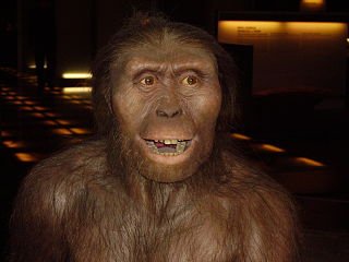 320pxAustralopithecus_afarensisJPG-1.jpg