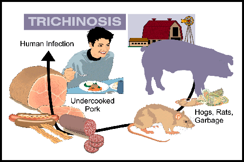 8 zps6cb2ff21 1 - The Danger of Pork.