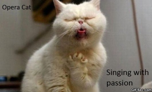 OperacatMEME-1.jpg