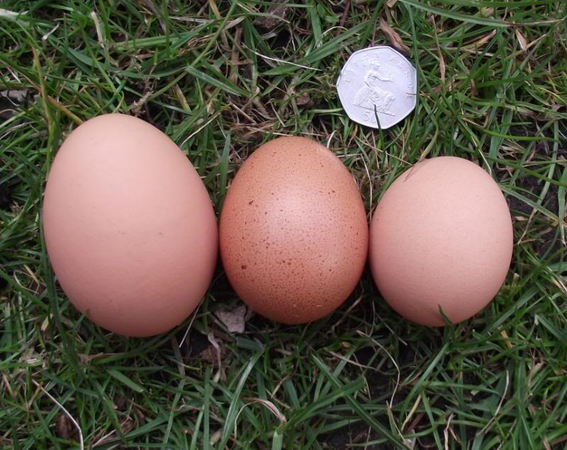 eggs1842013_zps3325ddd2-1.jpg