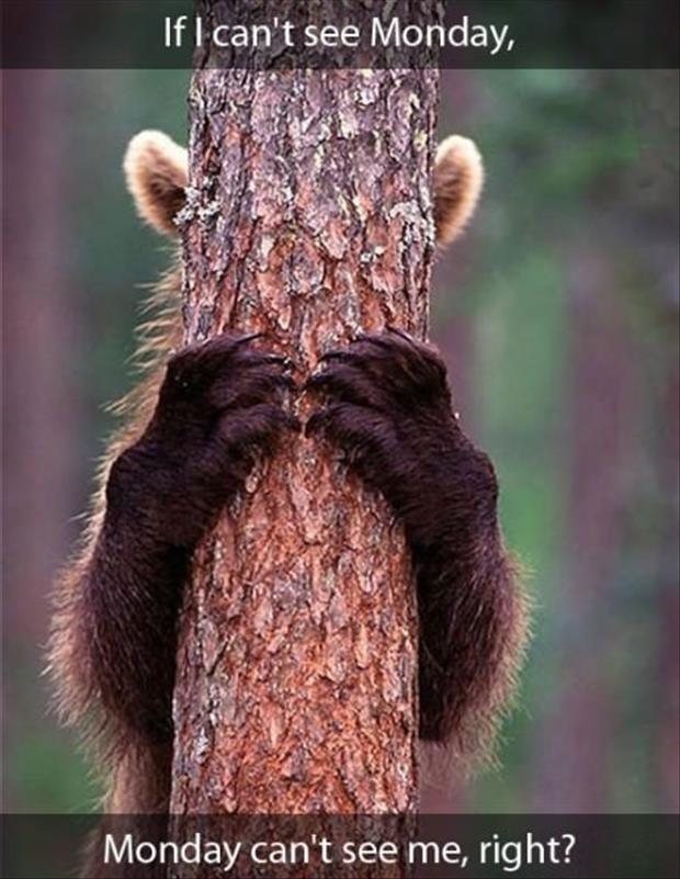 funnyMondaymorningpicturesbearhidinghise-1.jpg