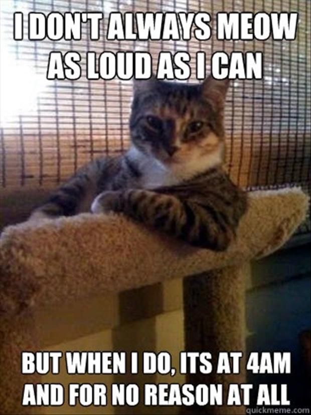 funnycatmemeidontalwaysmeowasloudasican-1.jpg