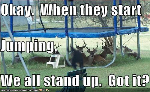 funnypicturesdeerundertrampoline750386-1.jpg