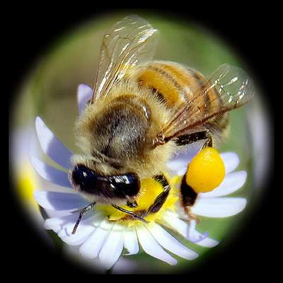 healing_honey_01JPG-1.jpg