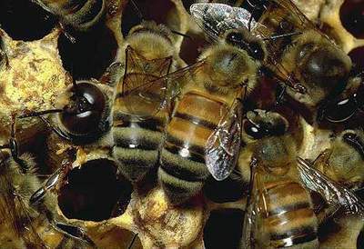 healing_honey_03JPG-1.jpg