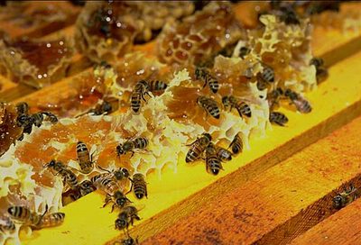 healing_honey_04JPG-1.jpg
