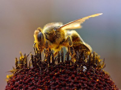 healing_honey_05JPG-1.jpg