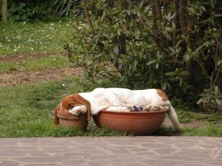 BassetHoundsleepinginflowerpotsPartdogpa-1.jpg