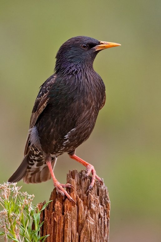 European Starling 2006 1 - The most beautiful alarm clock