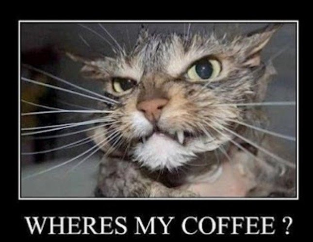 Funny_coffee_cat_zps77461a7b-1.jpg