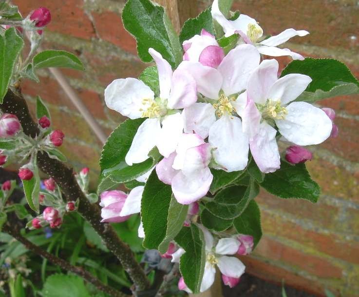 appleblossomopen1_zps793490da-1.jpg