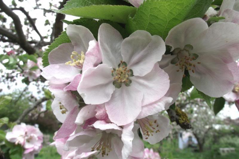 appleblossoms_zpsd6925957-1.jpg