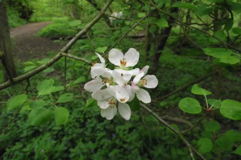 blossom_zps583ec022-1.jpg