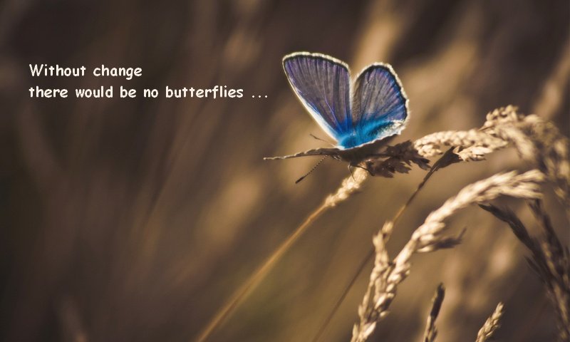 bluebutterfly3_zps38ef82b9-1.jpg